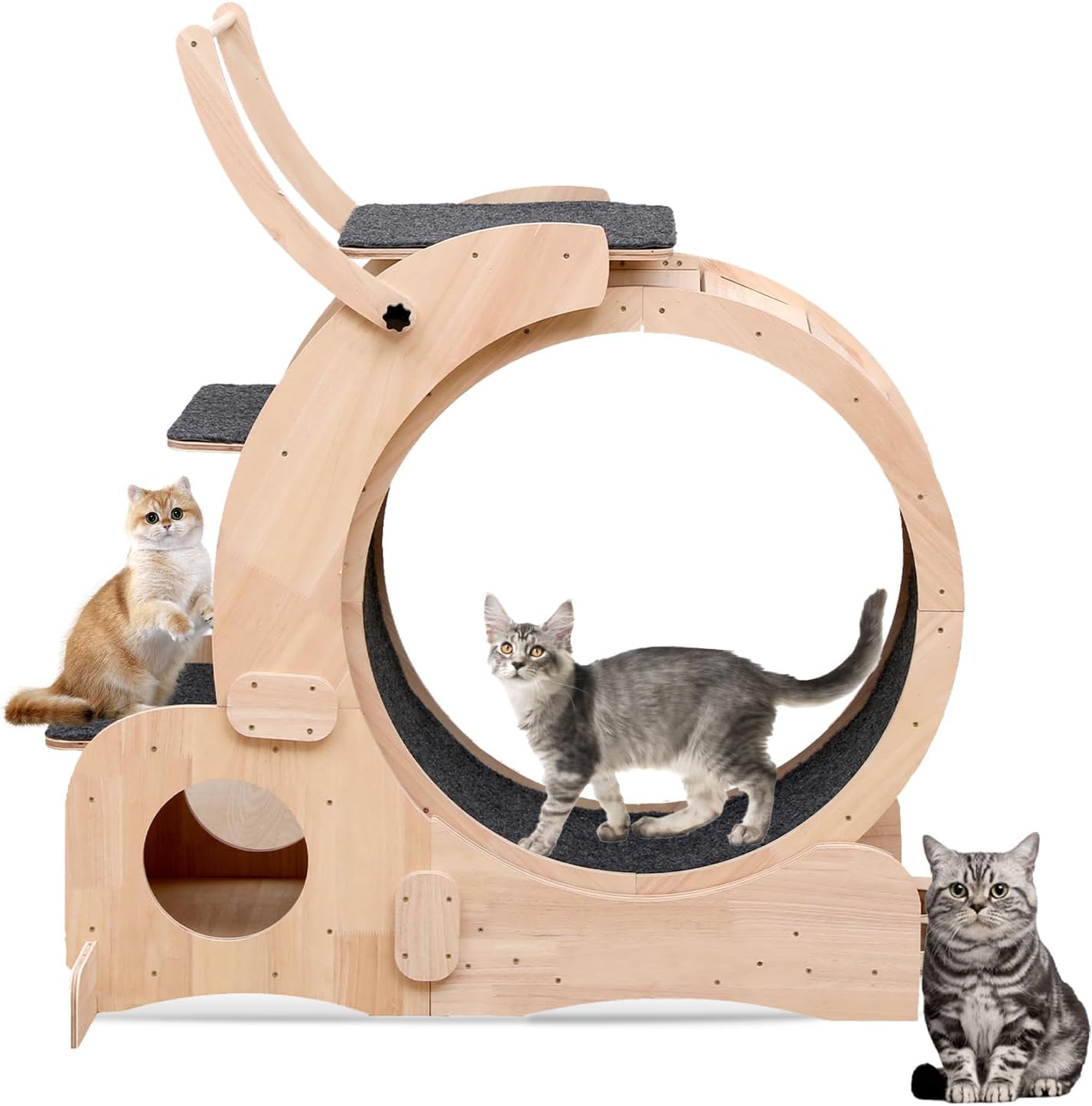 Cats