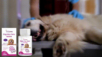 Yegbong Dog Probiotic Tablets To Improve Intestinal Health, Balance Digestion And Absorption Of Pet Nutritional Supplements